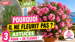 Laurier-rose floraison abondante Laurier-rose en pleine floraison avec des bouquets de fleurs roses abondants